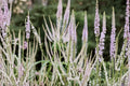 Culver's Root Seeds Tall White Wildflower Pollinator Garden Plant Veronicastrum virginicum