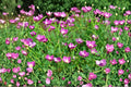 Purple Poppy Mallow Seeds - Magenta Ground Cover, Native Perennial, Callirhoe involucrata, Drought Tolerant, Wildflower Seeds (15 Seeds)