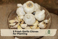 Fresh Garlic Cloves for Planting – Easy Grow Kitchen Staple, Cool-Season Vegetable, Allium sativum