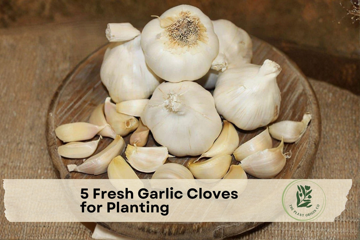 Fresh Garlic Cloves for Planting – Easy Grow Kitchen Staple, Cool-Season Vegetable, Allium sativum