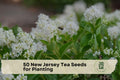 50 New Jersey Tea Seeds for Planting - Ceanothus americanus Native Deciduous Shrub with White Flowers for Pollinator Gardens