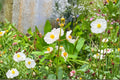 Common Arrowhead Seeds - Sagittaria latifolia, Native Aquatic White Flower, Wetland Plant for Ponds & Rain Gardens
