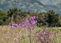 Tall Ironweed Seeds - Vernonia angustifolia, Native Purple Prairie Wildflower, Vivid Violet Blooms, Pollinator Attractant, Prairie Perennial