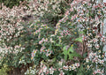 Calico Aster Seeds - Symphyotrichum lateriflorum, Native Pollinator Wildflower, Late Season Blooming Perennial, White Petals with Colorful Centers