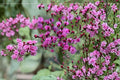Tall Ironweed Seeds - Vernonia angustifolia Native Purple Wildflower for Prairie Gardens and Pollinator Habitats
