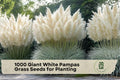 Giant White Pampas Grass Seeds for Planting – Cortaderia selloana, Ornamental Tall Grass for Landscaping & Garden Decor