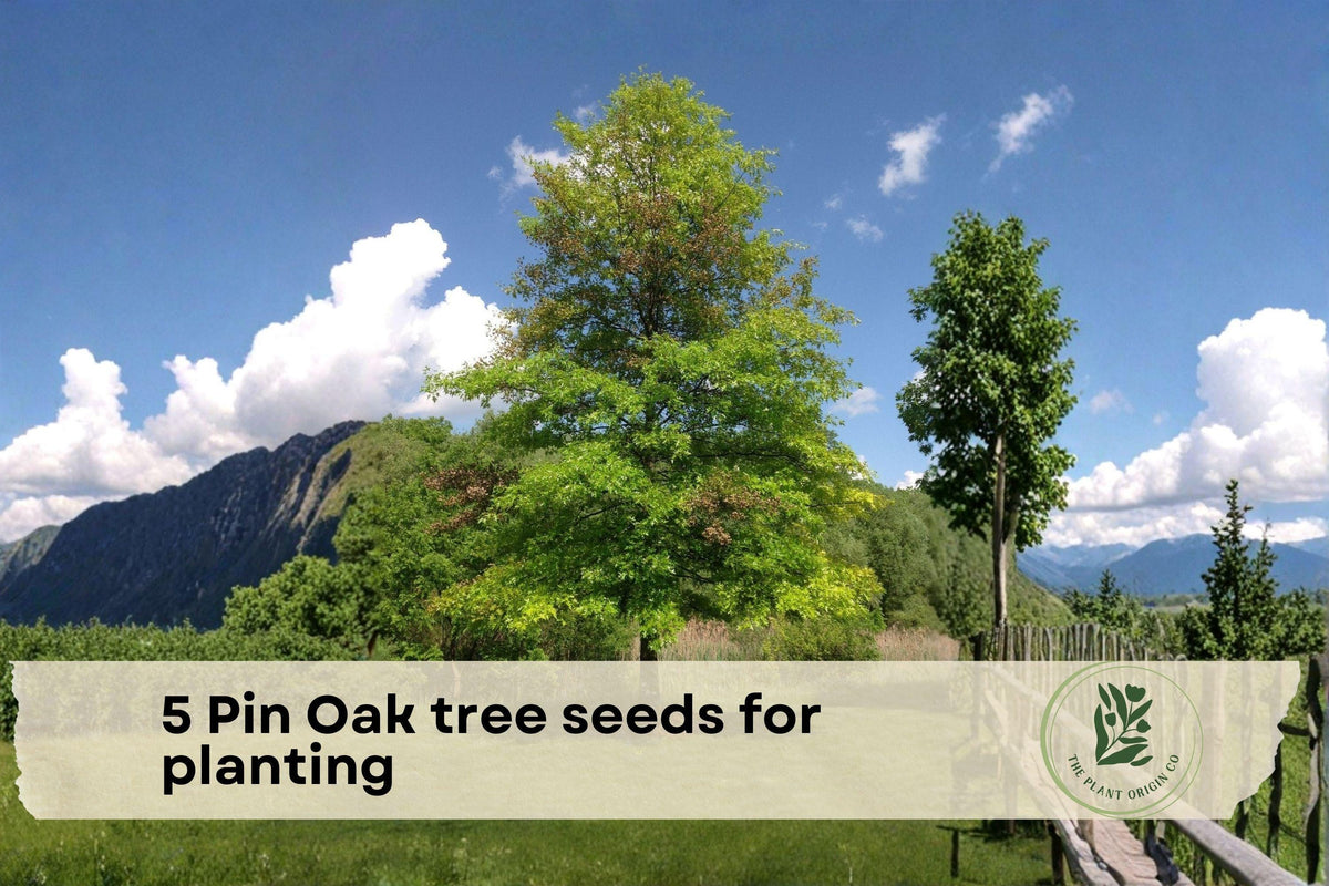 Pin Oak Tree Seeds for Planting – Quercus palustris, Deciduous Shade Tree, Red Fall Foliage, Large Healthy Seeds