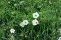 Hibiscus moscheutos Seeds – Swamp Rose Mallow, Wetlands Native Perennial with Large Pink & White Flowers, Supports Pollinators