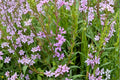 Winged Loosestrife Seeds – Native Pink Wildflower for Pollinator Gardens, Meadow & Wetland Restoration, Lythrum alatum, 3000 Seeds