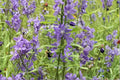 Tall Bellflower Seeds – 500 Blue Wildflower Seeds for Native Gardens, Woodland Edges, and Pollinator Gardens – Campanula americana