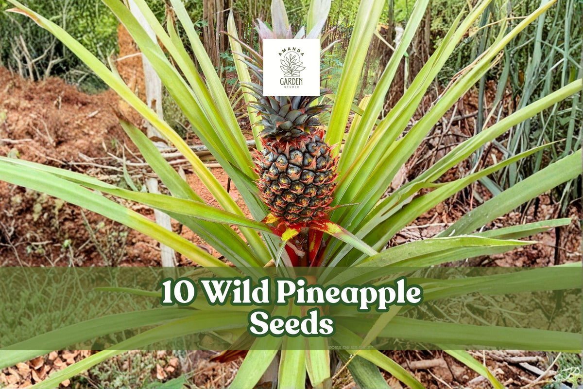 10 Wild Pineapple Seeds for Ornamental Bromeliad Planting – Bromelia pinguin, Spiny Foliage, Tropical Garden Seeds