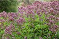 Eutrochium Fistulosum Seeds – Hollow Joe Pye Weed Pink Wildflower for Wetlands & Pollinator Gardens, Native Perennial
