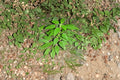 Smallspike False Nettle Seeds – 100 Native Perennial Seeds for Wetlands, Woodland Gardens, Boehmeria cylindrica