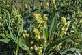 Rumex Altissimus Pale Dock Seeds – 100 Native Tall Perennial for Meadows, Wetlands & Naturalized Landscapes