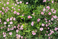 Swamp Rose Seeds – Rosa Palustris Native Pink Wildflower for Wetlands, Rain Gardens, Stream Banks, 30 Seeds