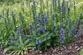 Blue Lobelia Seeds – Native Wildflower for Pollinator Gardens, Lobelia siphilitica, Vivid Blue Flower Spikes, Moist Soil, Perennial
