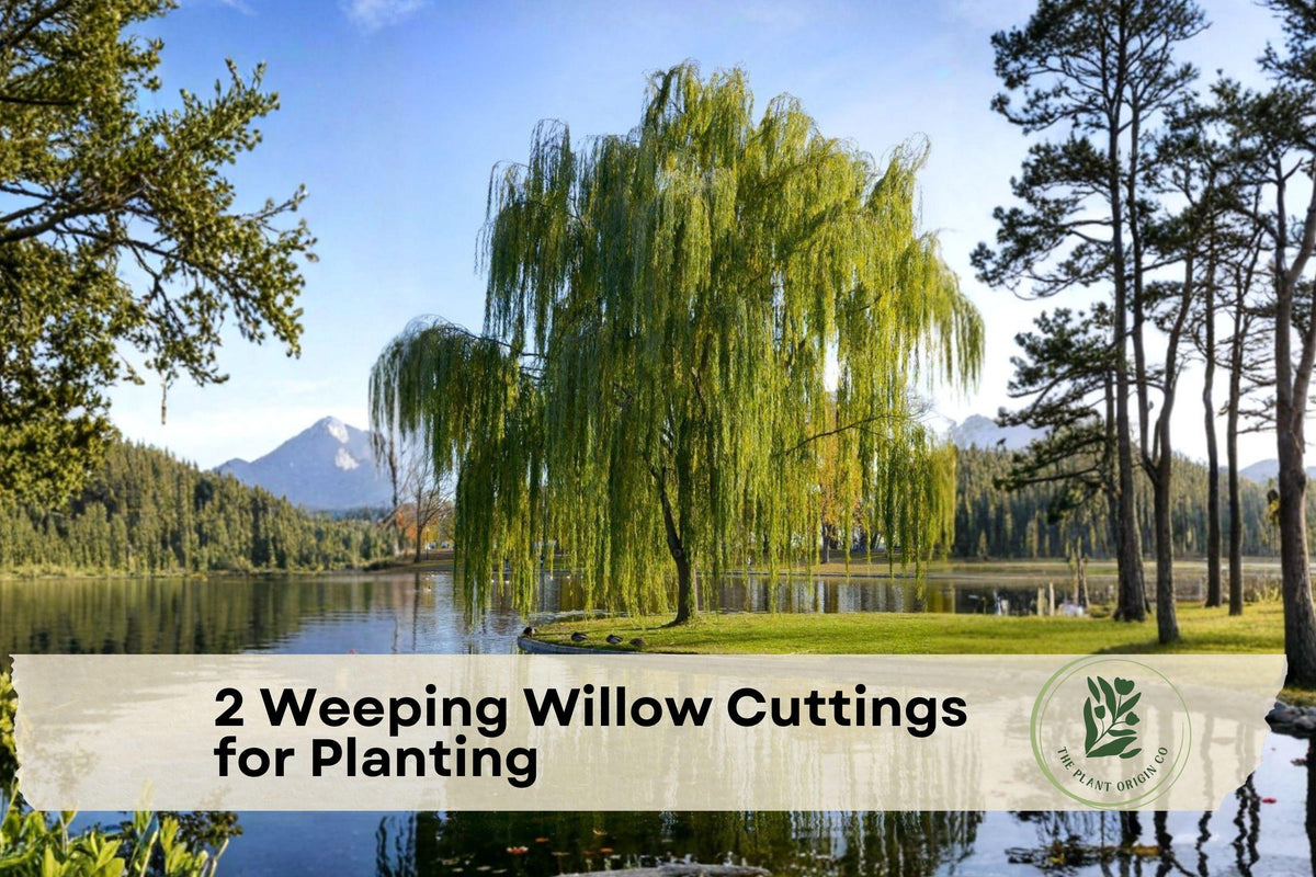 Weeping Willow Cuttings – Live Deciduous Tree, Bright Green Foliage, Salix for Planting, Fast-Growing Landscape Tree