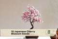 10 Japanese Cherry Blossom Seeds - Prunus Sakura Ornamental Tree with Pink Spring Blooms for Gardening and Bonsai Cultivation
