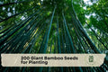 Giant Bamboo Seeds for Planting – Moso Bamboo (Phyllostachys edulis) – Ornamental Perennial Grass for Landscape