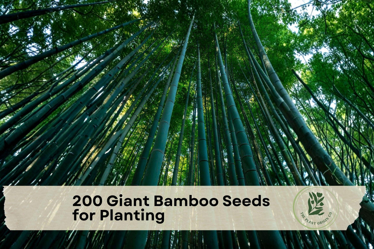Giant Bamboo Seeds for Planting – Moso Bamboo (Phyllostachys edulis) – Ornamental Perennial Grass for Landscape