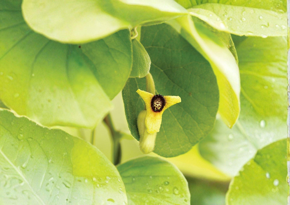 Dutchman's Pipevine Seeds – Aristolochia tomentosa, Swallowtail Host Plant, Climbing Vine for Gardens & Wildlife, 10 Seeds