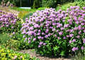 Wild Bergamot Seeds - Lavender Bee Balm, Pollinator Flower, Monarda fistulosa, 100 Seeds for Prairie & Meadow Gardens