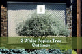 White Poplar Tree Cuttings – 2 Live Populus alba Ornamental Deciduous Trees for Landscaping