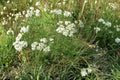 Western Yarrow Seeds - 500 White Achillea Millefolium Wildflower Seeds for Pollinator Gardens and Meadow Landscapes