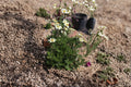 Anemone Multifida Seeds - Windflower Blue Red White Blooms - Hardy Perennial for Rock Gardens & Borders