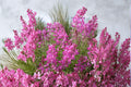 Utah Sweetvetch Seeds - 25 Hedysarum boreale Native Pollinator Wildflower for Prairie Gardens & Drought Tolerance