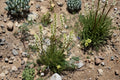 Giant Lousewort Seeds - 100 Native Pedicularis procera Wildflower Seeds for Shade Gardens, Pollinator Attracting Perennial