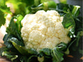 Snowball Y Cauliflower Seeds – 250 Heirloom, Non-GMO, Early-Maturing, White Heads, Compact Planting, Cool-Season Crop