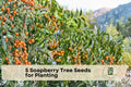 Soapberry Tree Seeds for Planting – Sapindus saponaria, Wingleaf Ornamental Deciduous Tree, Warm Climate, 5 Seeds