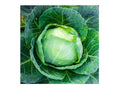 Danish Ballhead Cabbage Seeds – Heirloom Storage Cabbage for Cold Climate, 500 Seeds
