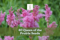 Queen of the Prairie Seeds – Pink Native Wildflower, Filipendula rubra, Perennial for Moist Soils & Rain Gardens, 40 Seeds