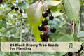 Black Cherry Tree Seeds for Planting – Prunus serotina Native Hardwood, Landscape & Woodland Tree Seeds, Deciduous, Perennial