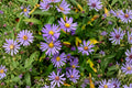 Smooth Blue Aster Seeds – Native Lavender Wildflower, Pollinator Garden, Symphyotrichum laeve, Drought Tolerant Perennial