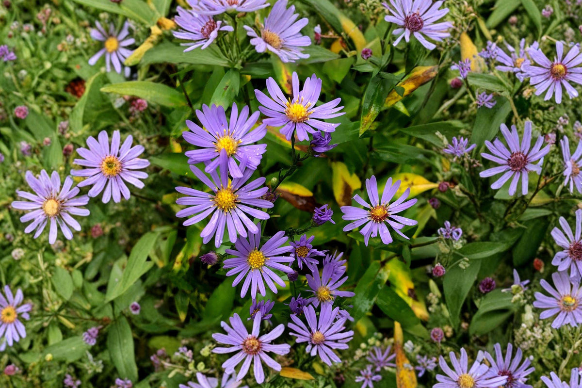 Smooth Blue Aster Seeds – Native Lavender Wildflower, Pollinator Garden, Symphyotrichum laeve, Drought Tolerant Perennial
