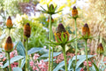 Western Coneflower Seeds – Rudbeckia occidentalis, Native Wildflower for Prairie Gardens & Pollinator Habitats