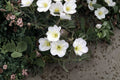 Pale Evening Primrose Seeds – Fragrant White Wildflower for Moon Gardens, Xeriscape, Native Oenothera pallida, Drought Tolerant Perennial