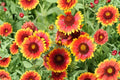 Meriwether Blanketflower Seeds – Red Yellow Gaillardia, Native Wildflower, Gaillardia aristata, Drought Tolerant Perennial