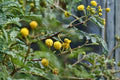 Acacia Nilotica Seeds - Gum Arabic Tree, Medicinal Tropical Tree, Vachellia nilotica, Drought Tolerant, Ornamental, Agroforestry