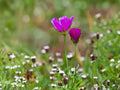 Callirhoe Involucrata Seeds – 10 Purple Poppy Mallow Seeds – Winecup Flower – Drought Tolerant Native Groundcover for Pollinator Gardens