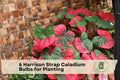 Harrison Strap Caladium Bulbs for Planting – White & Green Foliage, Shade Garden, Container, Tropical Tubers