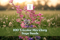 100 Tricolor Mix Clary Sage Seeds – Salvia viridis, Colorful Annual Flower for Garden Beds & Borders