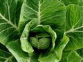 Vates Collard Greens Seeds – 500 Non-GMO Heirloom, Cold Hardy, Tender, Compact Leafy Green Plant