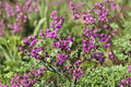 Giant Ironweed Seeds – Native Purple Wildflower, Pollinator Garden, Vernonia gigantea, Perennial for Prairie & Meadow Planting
