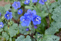 California Bluebells Seeds – Cobalt Blue Desert Wildflower, Spring Blooms, Phacelia campanularia