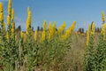 Showy Goldenrod Seeds - Native Wildflower for Pollinator Gardens - Solidago speciosa, Bright Yellow, Drought Tolerant