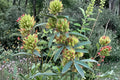 Roundhead Bush Clover Seeds – Native Prairie Perennial, Pollinator Attractant, Lespedeza capitata, Drought Tolerant, Soil-Enriching